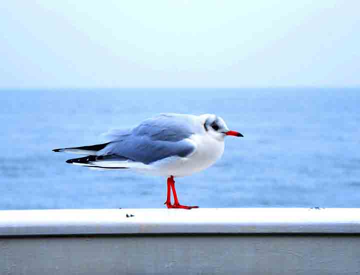 免费呼叫轰炸神器ios