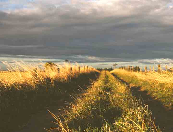 在线呼叫网页版软件